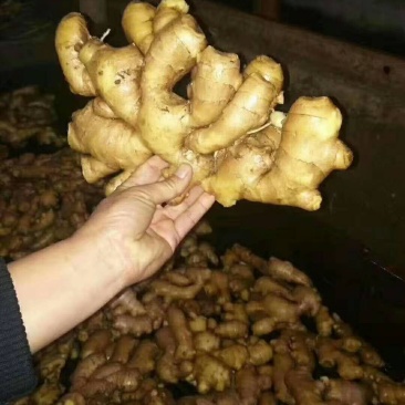 老姜批发价格，山东生姜产地，黄姜基地，产地直销诚信经营