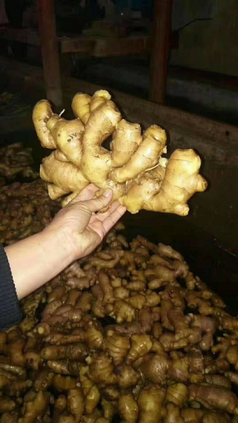 老姜批发价格，山东生姜产地，黄姜基地，产地直销诚信经营