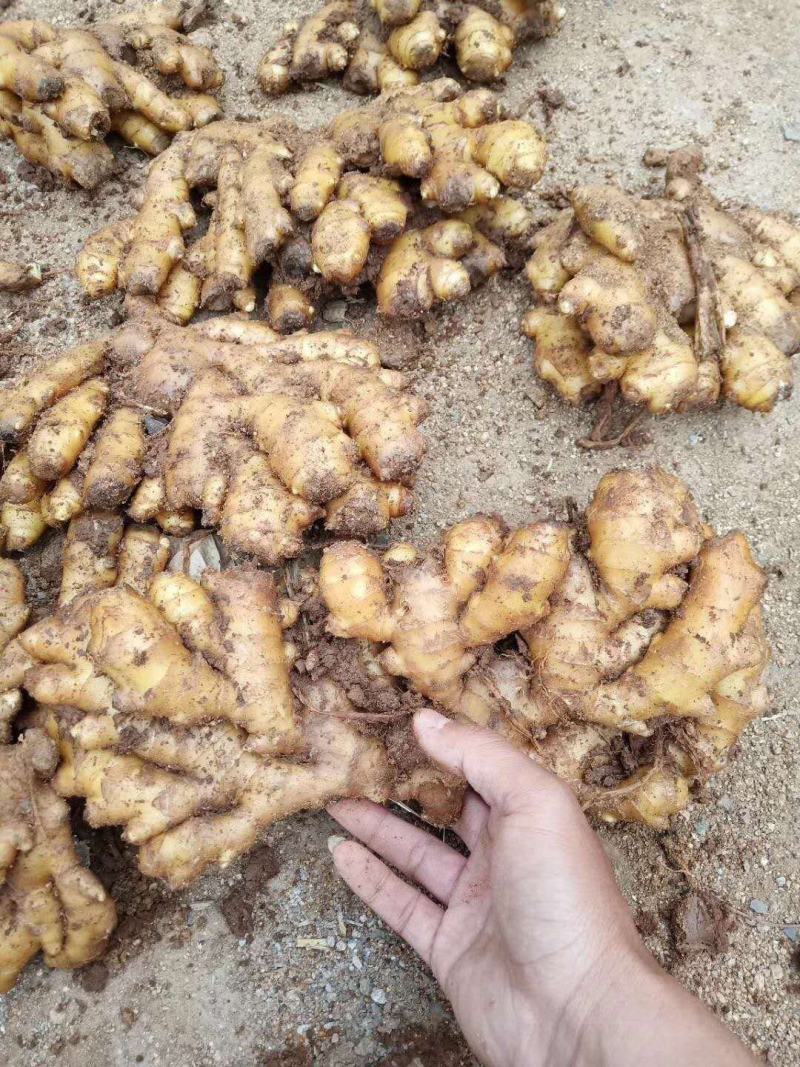 老姜批发价格，山东生姜产地，黄姜基地，产地直销诚信经营