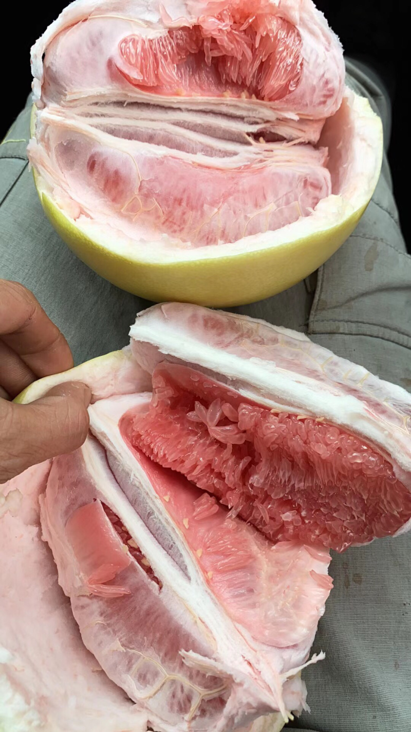 三红蜜柚大基地大量上市，一个圆子一百多万斤