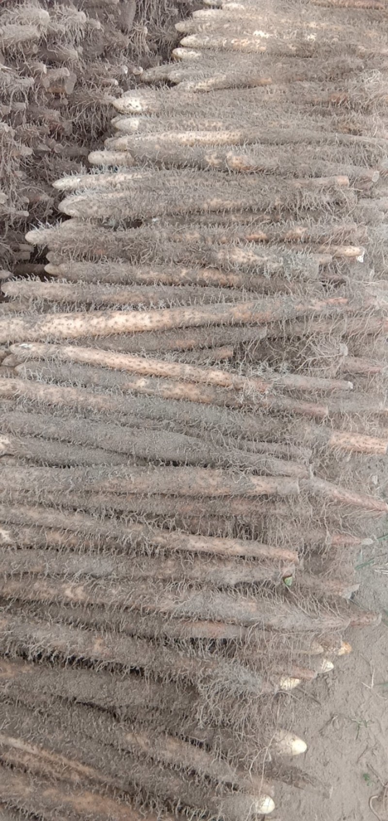 大量供应，以质订价，价格公平，货源充足，现挖现装，