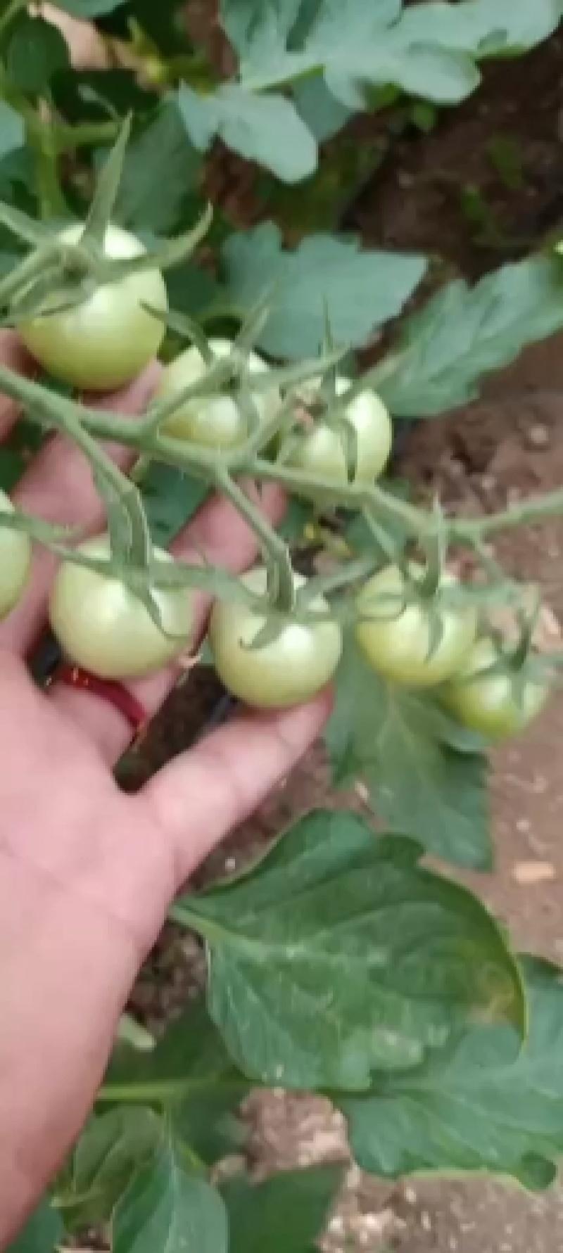 圣女果贝贝，千禧，迷彩