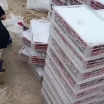 圣女果贝贝，千禧，迷彩