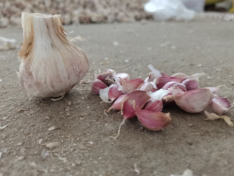 彭州大蒜种子早蒜一水早正月早蒜种