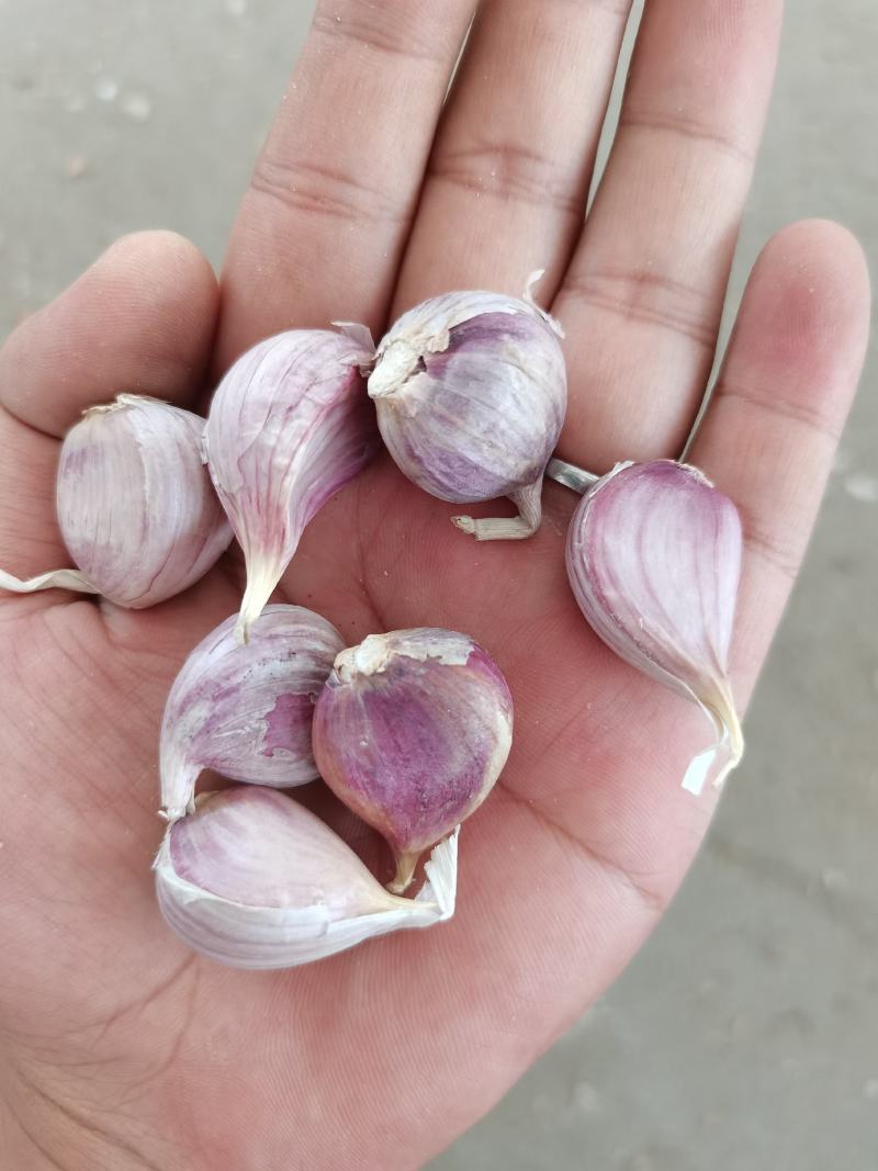 彭州大蒜种子早蒜一水早正月早蒜种