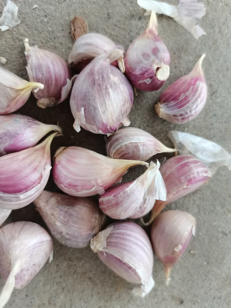 彭州大蒜种子早蒜一水早正月早蒜种