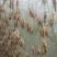 东亚飞蝗活体蝗虫