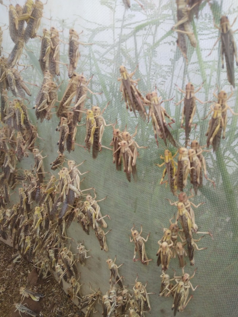 东亚飞蝗活体蝗虫