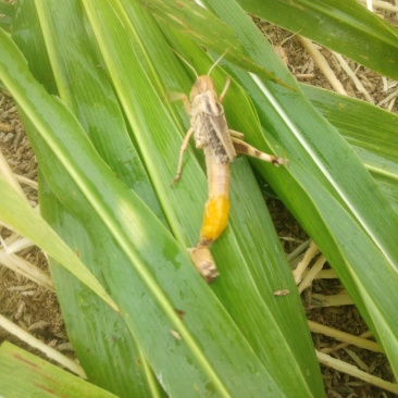 东亚飞蝗活体蝗虫
