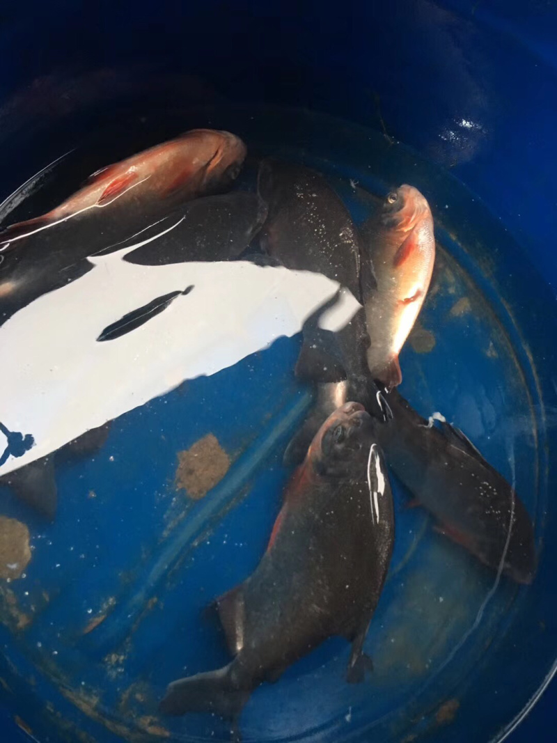 白鲳食用。2斤以上。鲳鱼。自家养殖。请来电咨询