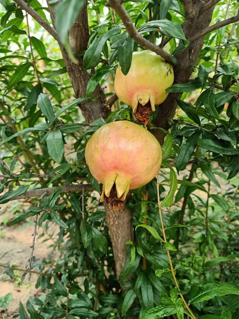 石榴苗，软籽石榴苗泰山红等品种树自家种植量大从优