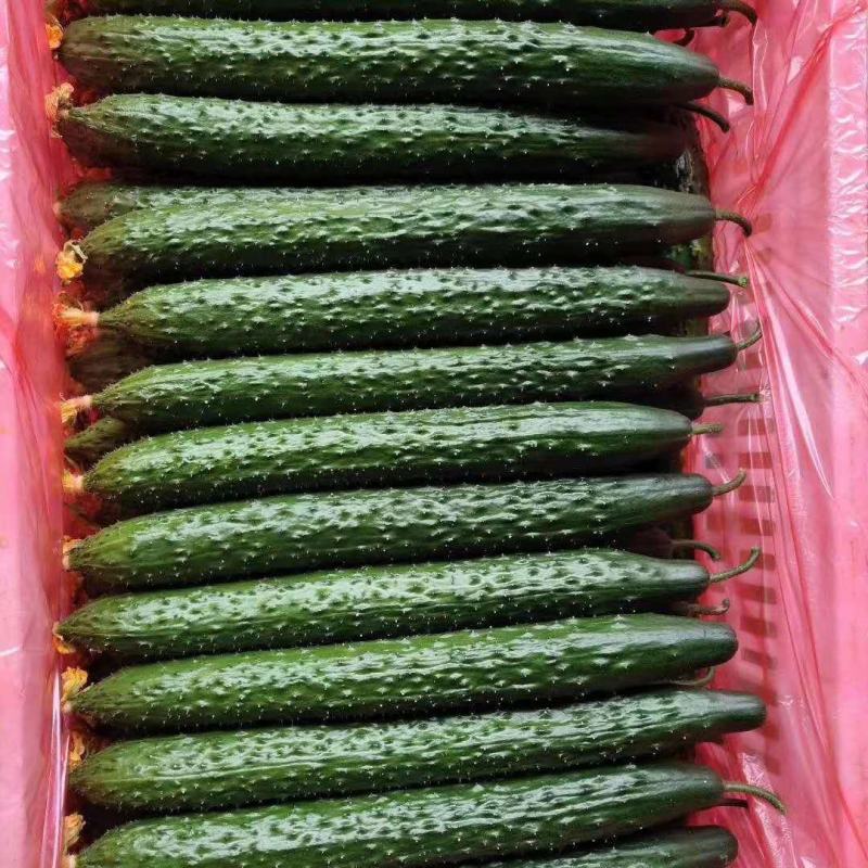 黄瓜山东聊城蜜刺油量黄瓜25公分干花带刺青瓜