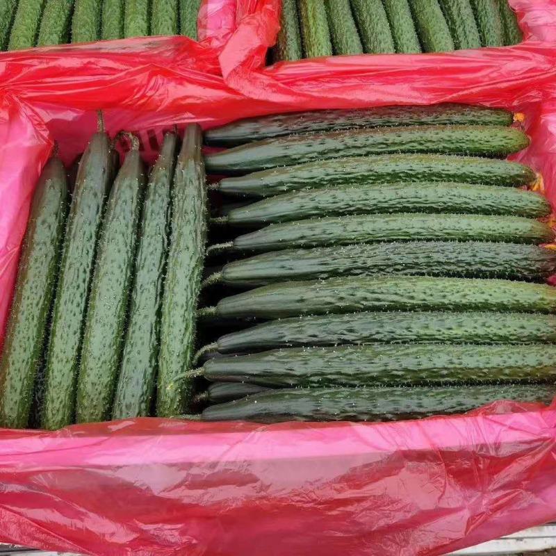 黄瓜山东聊城蜜刺油量黄瓜25公分干花带刺青瓜