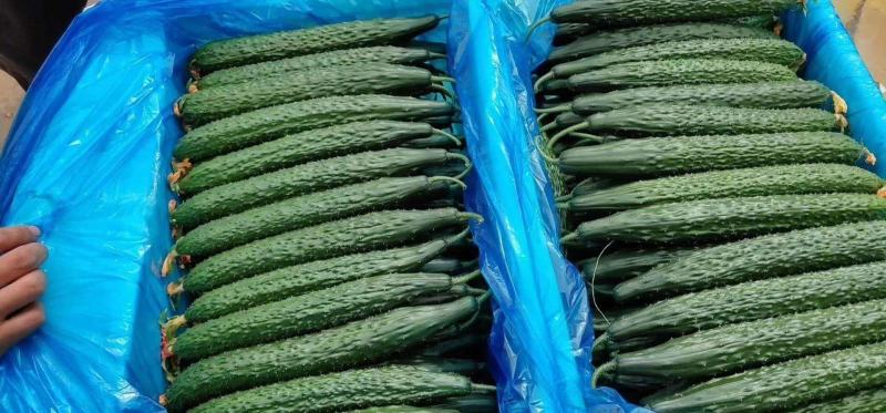 黄瓜山东聊城蜜刺油量黄瓜25公分干花带刺青瓜
