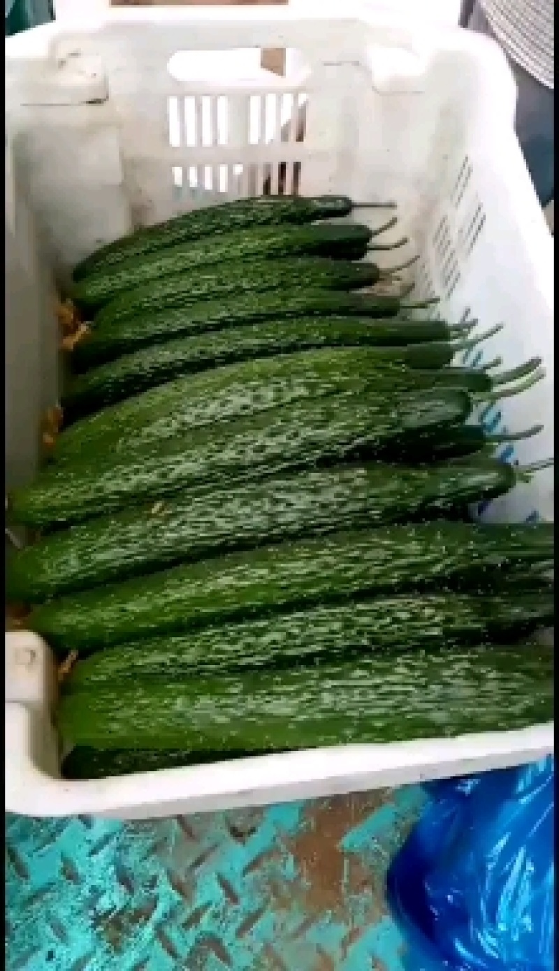 黄瓜山东聊城蜜刺油量黄瓜25公分干花带刺青瓜