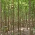 银杏树苗，银杏树，基地苗圃直供质量有保证