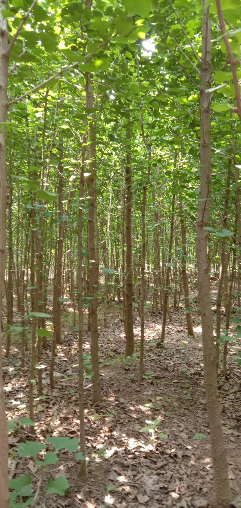 银杏树苗，银杏树，基地苗圃直供质量有保证