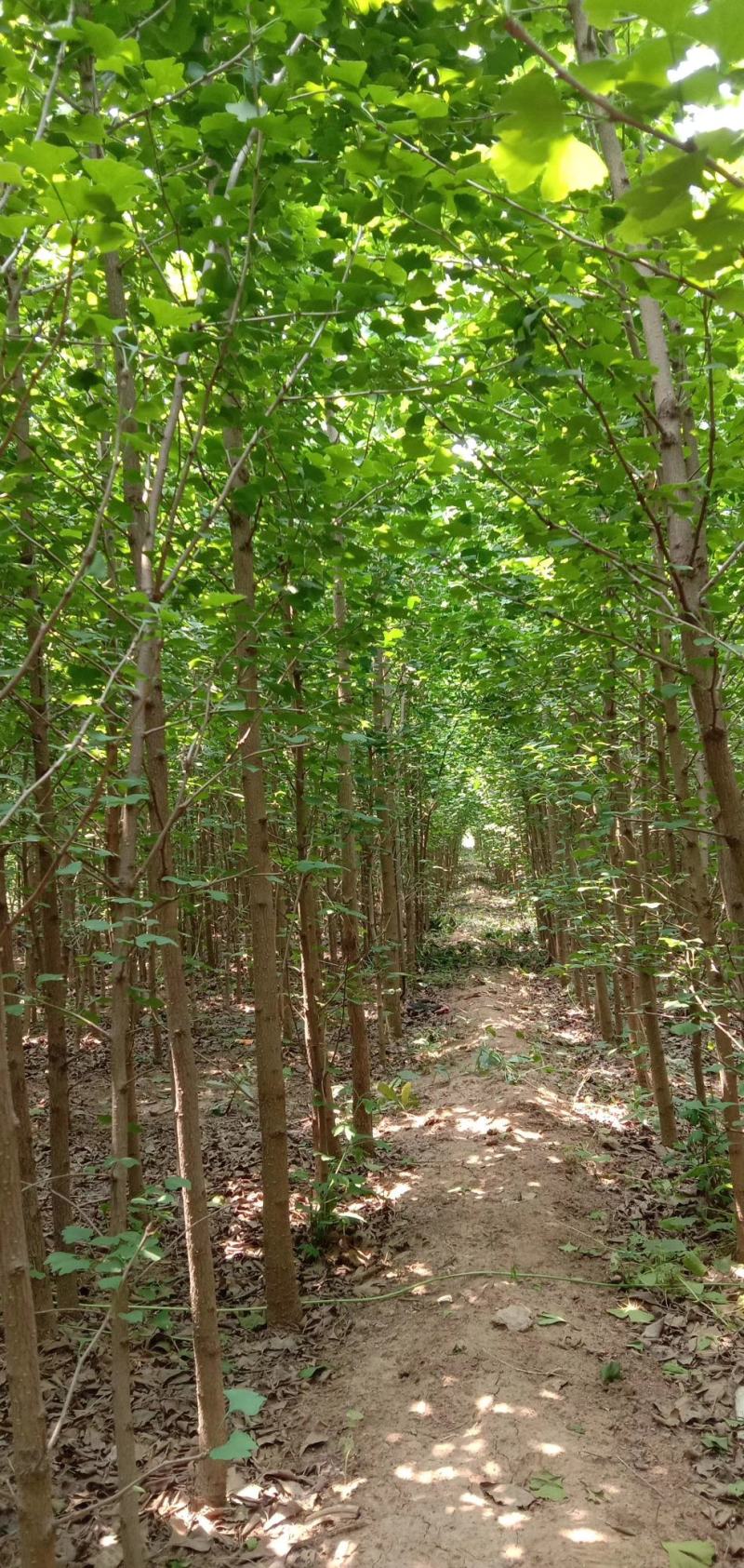 银杏树苗，银杏树，基地苗圃直供质量有保证