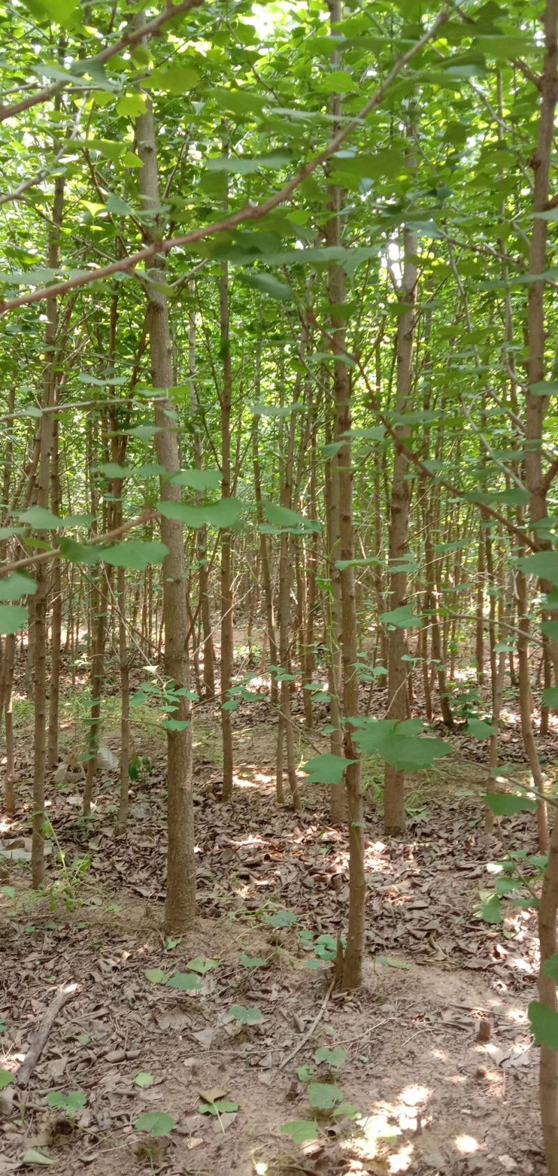 银杏树苗，银杏树，基地苗圃直供质量有保证