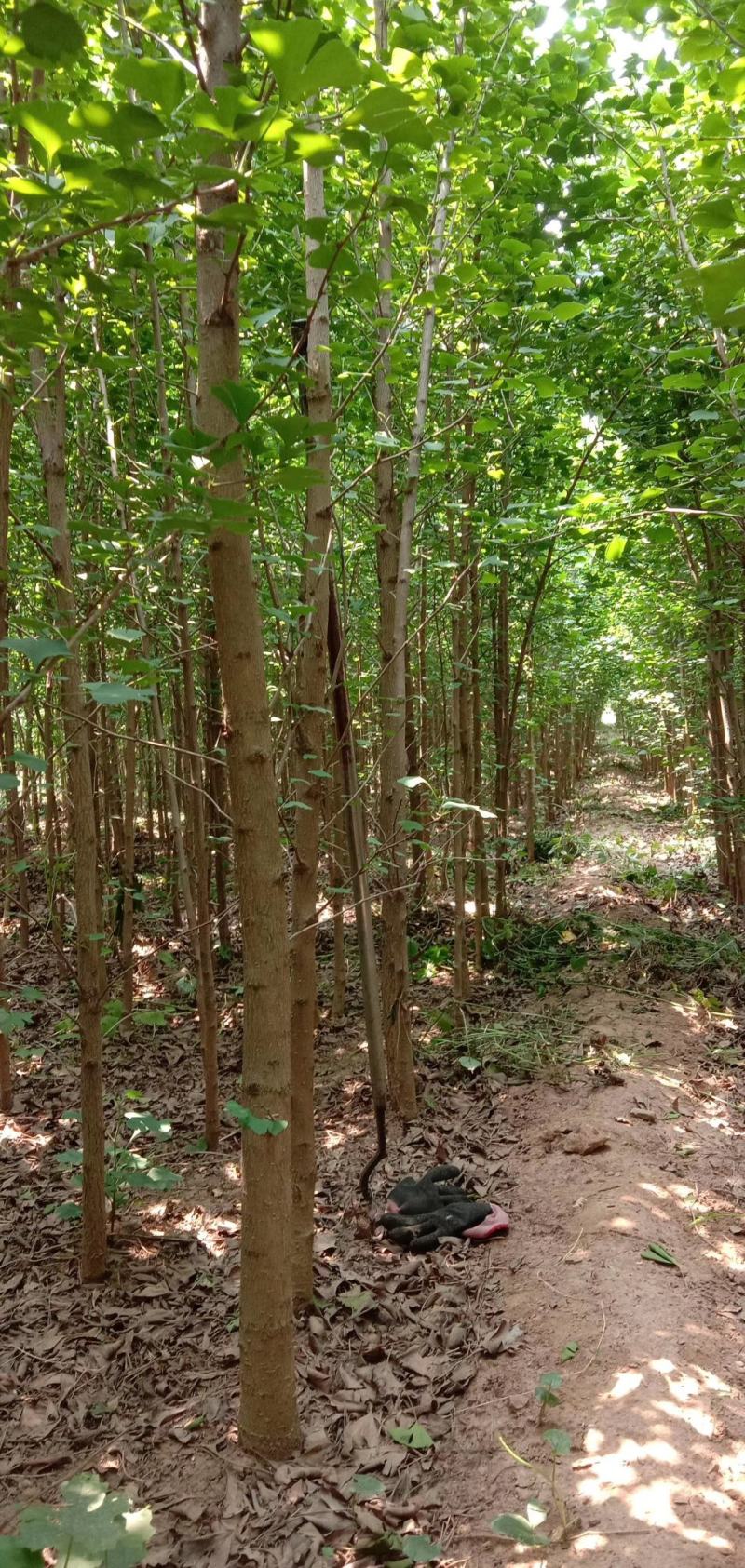 银杏树苗，银杏树，基地苗圃直供质量有保证
