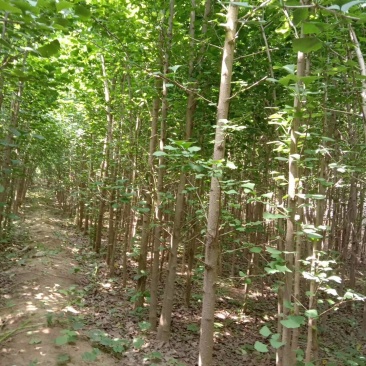 银杏树苗，银杏树，基地苗圃直供质量有保证