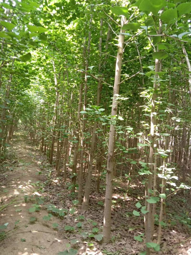 银杏树苗，银杏树，基地苗圃直供质量有保证