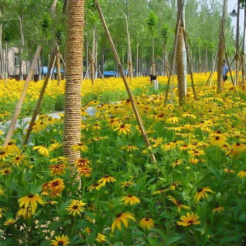 黑心菊种子菊花种籽景观绿化花卉多年生观花植物草花庭院阳台