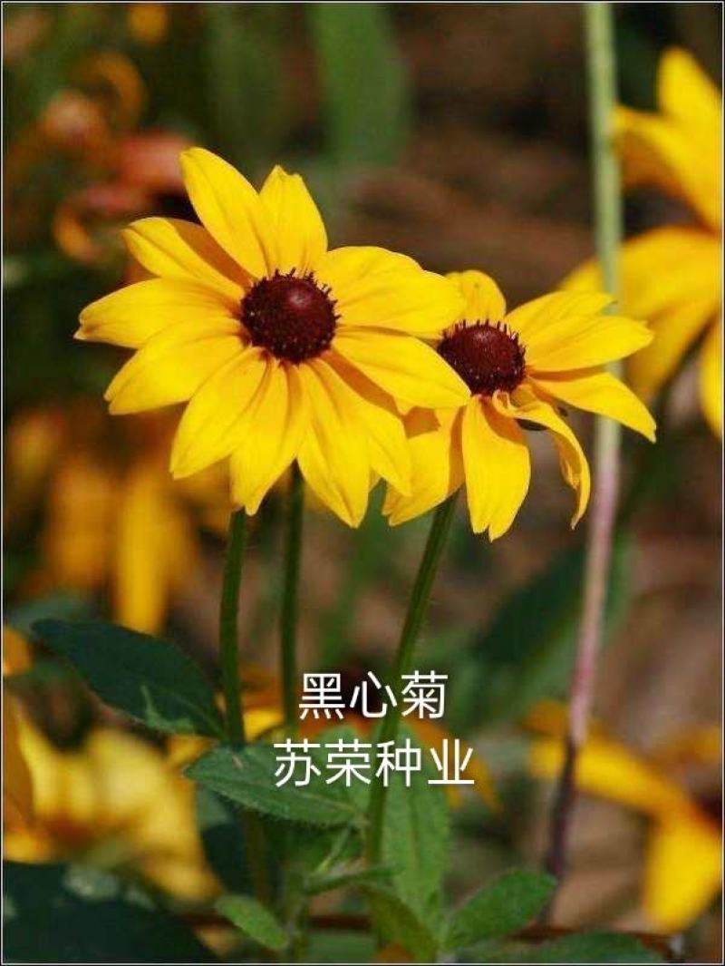 黑心菊种子菊花种籽景观绿化花卉多年生观花植物草花庭院阳台