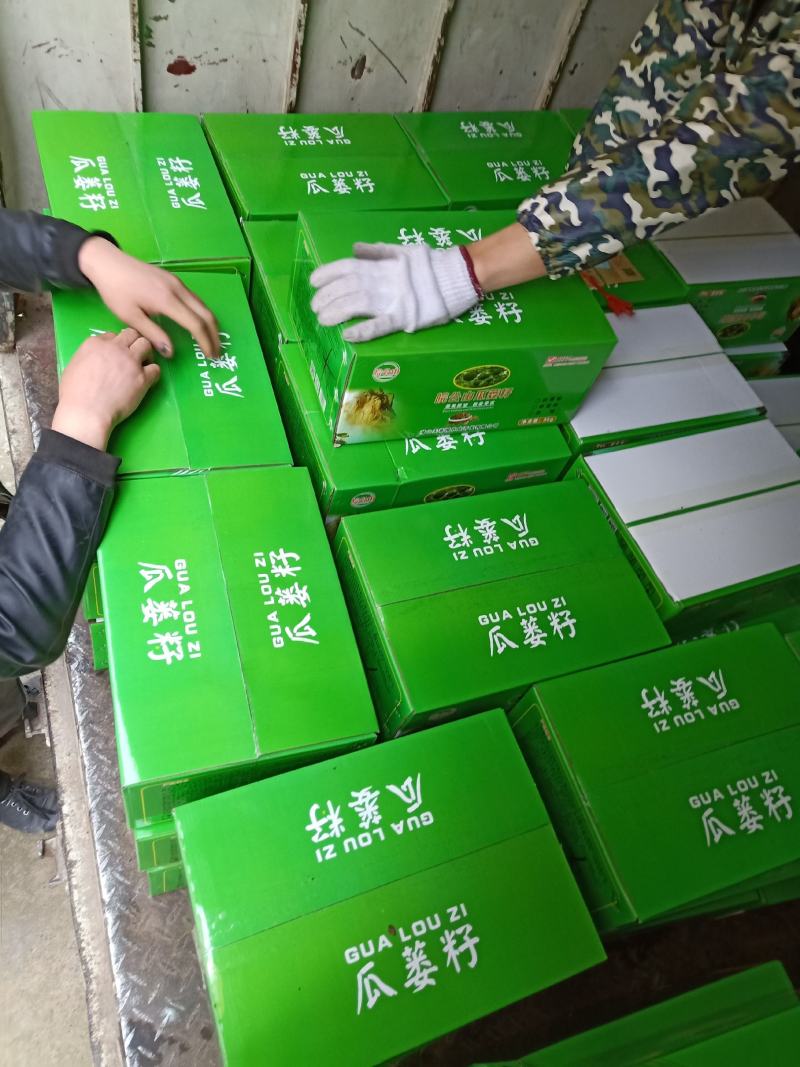 吊瓜苗高产抗病强，包技术和收购大量供应。