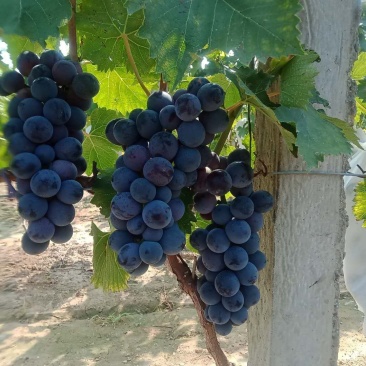 大量批发葡萄615夏黑真正的土味葡萄