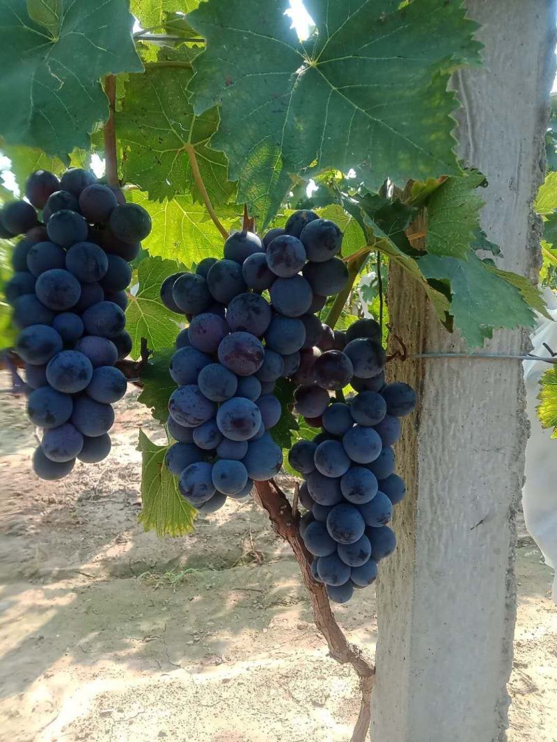 大量批发葡萄615夏黑真正的土味葡萄