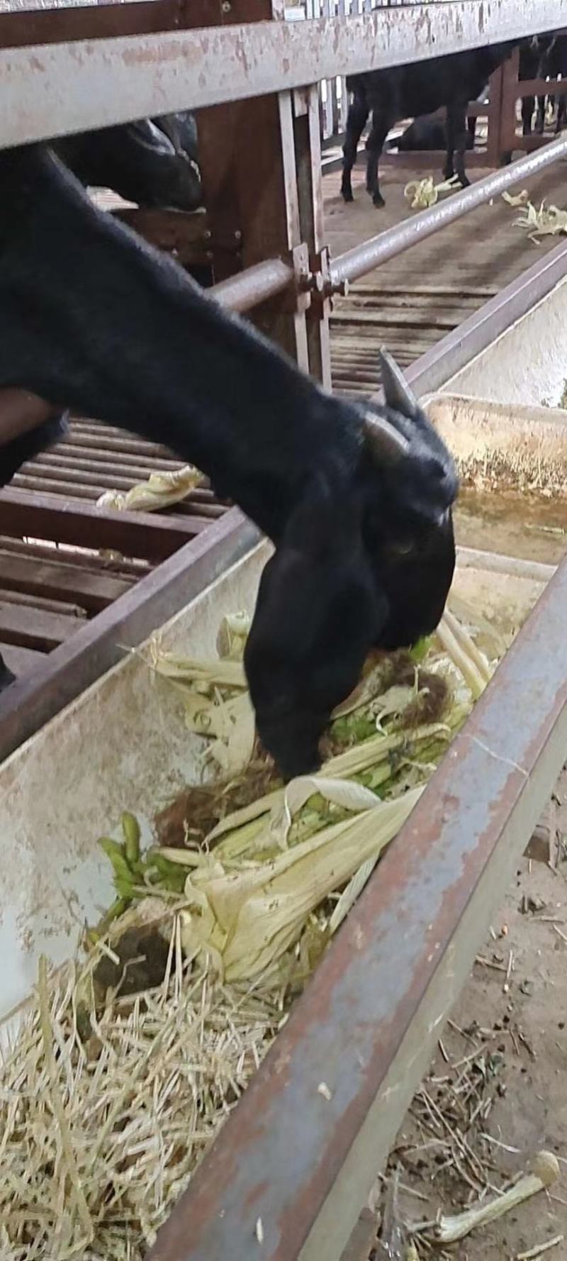 黑山羊纯种繁育场种羊