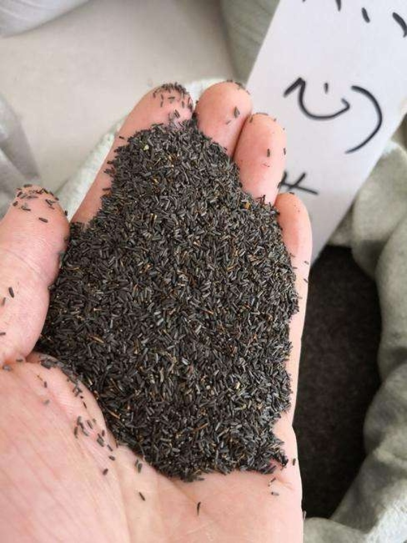 黑心菊种子菊花种籽景观绿化花卉多年生观花植物草花庭院阳台
