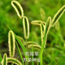 狗尾草种子狗尾巴草种籽药材饲料牧草观赏护易活花海种子