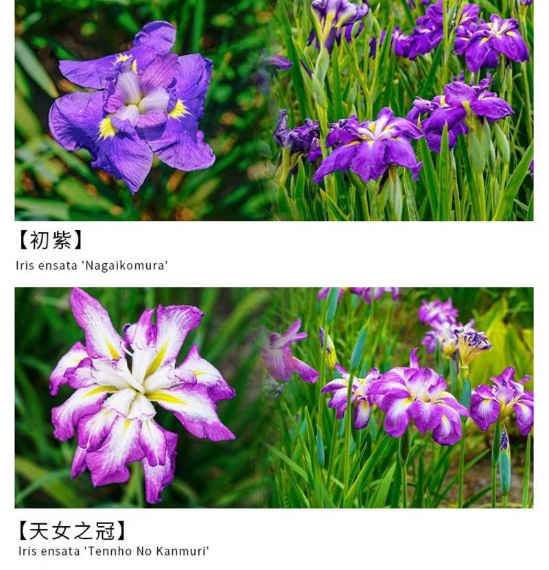 庭院池塘绿化水生花卉花菖蒲鸢尾花苗红蓝白粉混色盆栽地