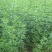 黄馨花苗庭院云南黄馨苗小黄花攀援植物藤蔓植物迎春树苗黄素