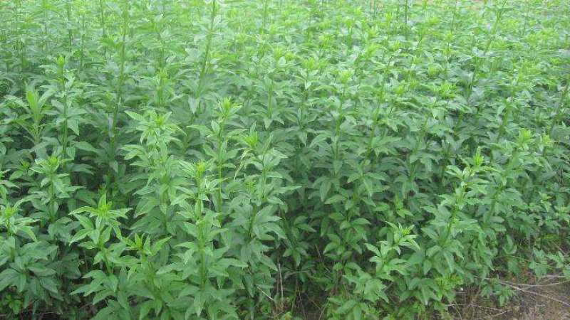 黄馨花苗庭院云南黄馨苗小黄花攀援植物藤蔓植物迎春树苗黄素