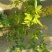 黄馨花苗庭院云南黄馨苗小黄花攀援植物藤蔓植物迎春树苗黄素