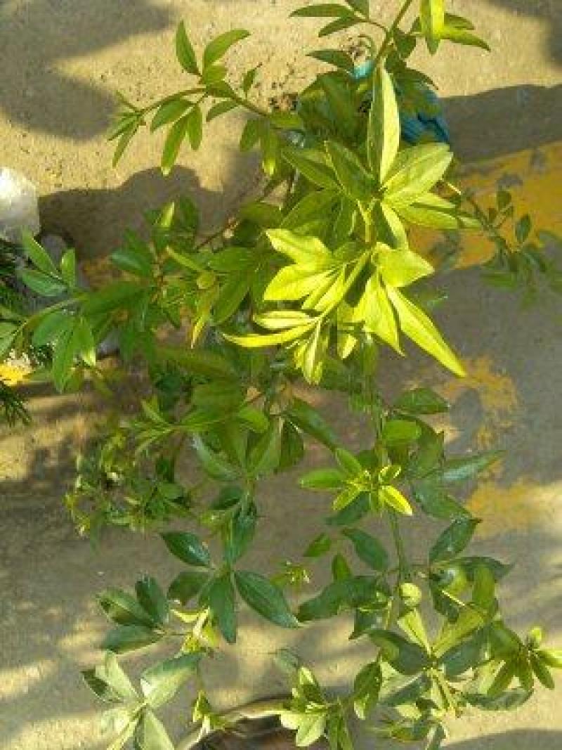 黄馨花苗庭院云南黄馨苗小黄花攀援植物藤蔓植物迎春树苗黄素