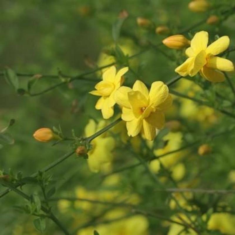 黄馨花苗庭院云南黄馨苗小黄花攀援植物藤蔓植物迎春树苗黄素