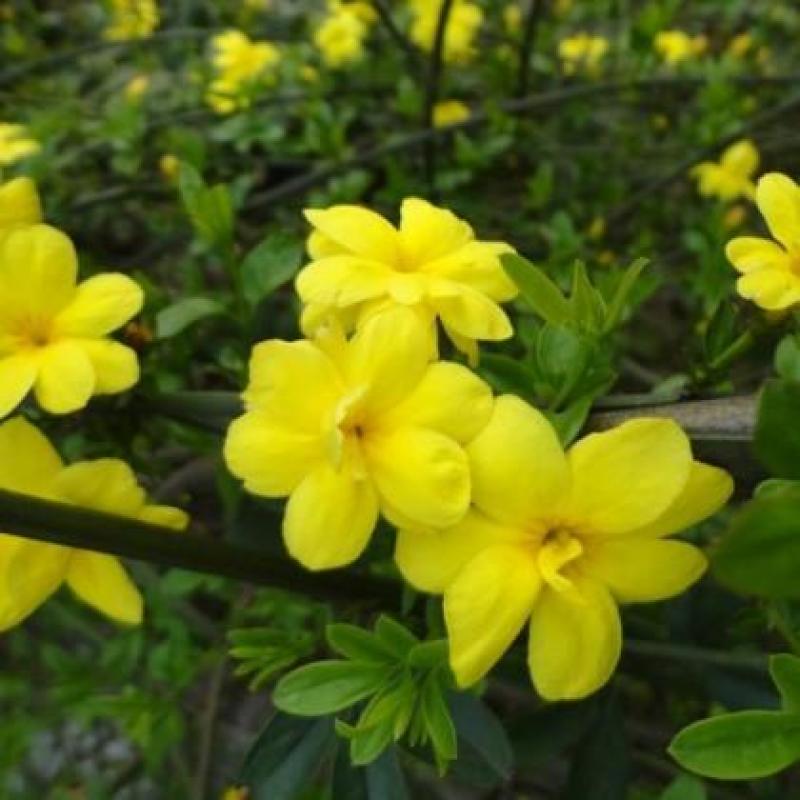 黄馨花苗庭院云南黄馨苗小黄花攀援植物藤蔓植物迎春树苗黄素