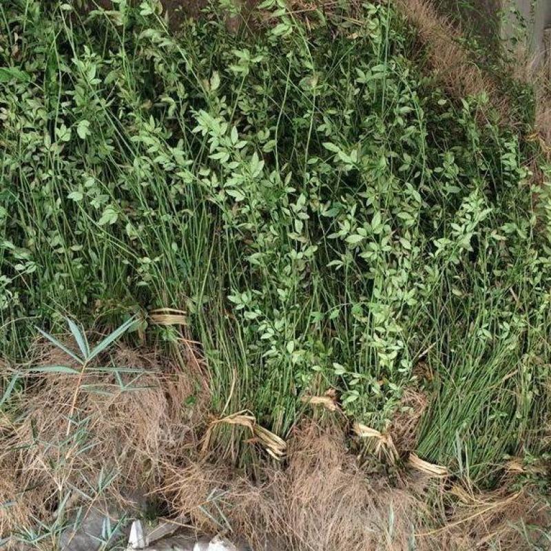 黄馨花苗庭院云南黄馨苗小黄花攀援植物藤蔓植物迎春树苗黄素