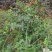 黄馨花苗庭院云南黄馨苗小黄花攀援植物藤蔓植物迎春树苗黄素