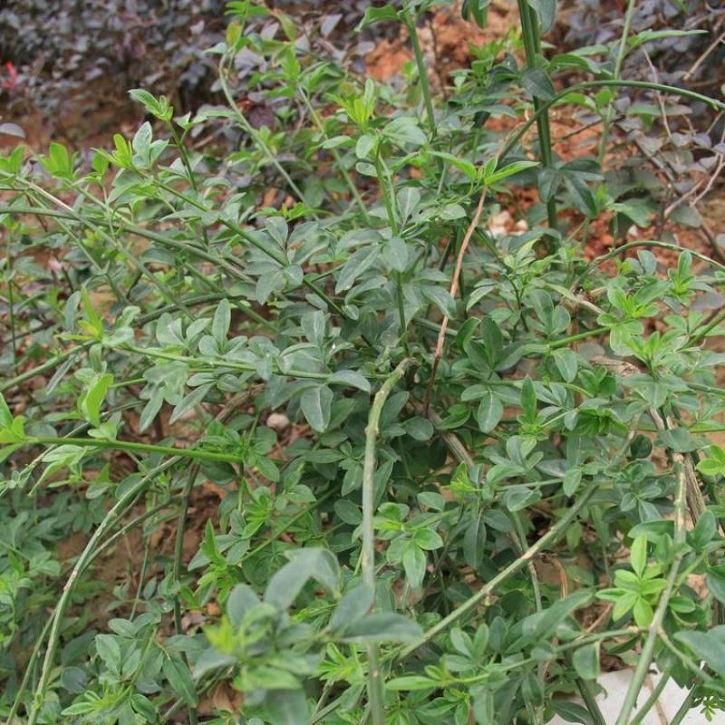 黄馨花苗庭院云南黄馨苗小黄花攀援植物藤蔓植物迎春树苗黄素