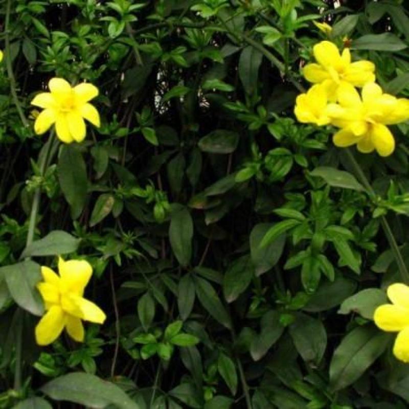 黄馨花苗庭院云南黄馨苗小黄花攀援植物藤蔓植物迎春树苗黄素