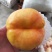【精选】油蟠桃苗油蟠7号树苗36-5油蟠桃苗根系发达