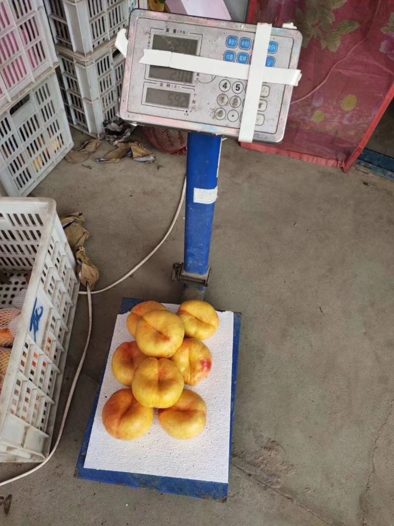 【精选】油蟠桃苗油蟠7号树苗36-5油蟠桃苗根系发达
