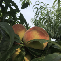 自家种的燕红桃大量上市了脆甜