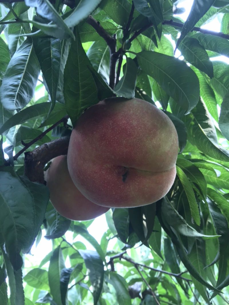 自家种的燕红桃大量上市了脆甜