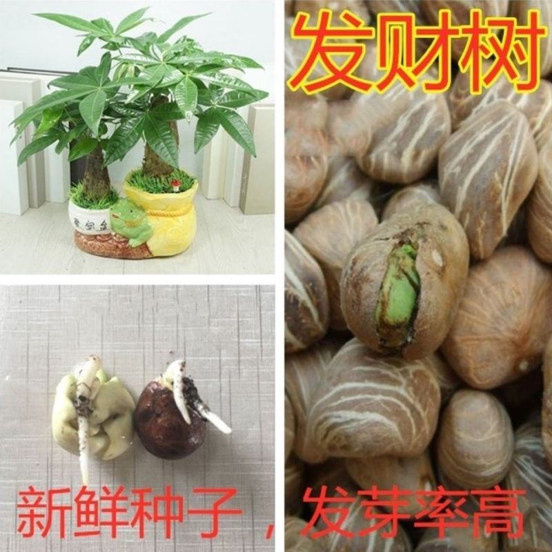 发财树种子招财树摇钱树种子盆栽盆景发财树室内净化空气易种